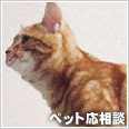 ペット相談可